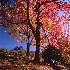 fall at McRae Meadows
