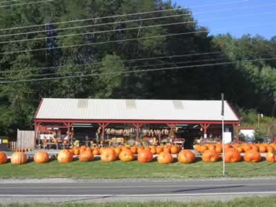 Pumpkins in the Fall